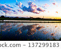 在米領域反映的日落天空 137299183