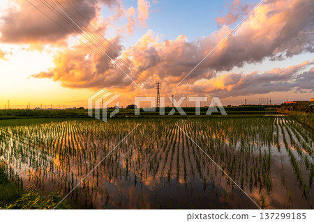 在米領域反映的日落 137299185