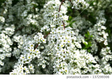 Yukiyanagi 137299306