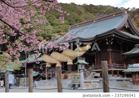 Couple cherry blossoms at Miyajidake Shrine in Fukutsu City, Fukuoka Prefecture Couple cherry blossoms at Miyajidake Shrine in Fukutsu City, Fukuoka Prefecture 137299341