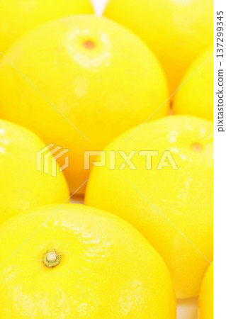 Tosa Buntan, a large citrus fruit from Kochi Prefecture, against a bright background Tosa Buntan, a large citrus fruit from Kochi Prefecture, against a bright background 137299345