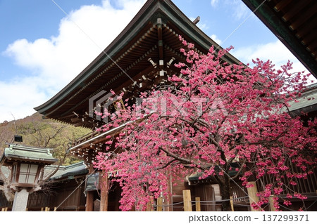福岡縣福津市宮地岳神社 福岡縣福津市宮地岳神社 137299371