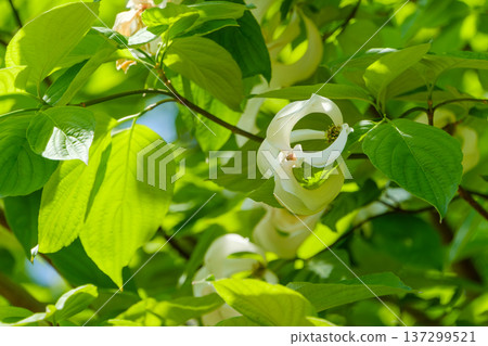 White flowers of the dogwood tree shining through the sunlight filtering through the fresh green leaves 137299521
