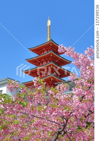 福岡市中央區大圓寺的“五重塔和河津櫻花” 137299536