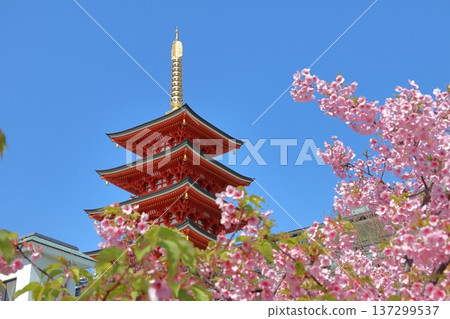 "Five-story pagoda and Kawazu cherry blossoms at Daienji Temple" in Chuo Ward, Fukuoka City "Five-story pagoda and Kawazu cherry blossoms at Daienji Temple" in Chuo Ward, Fukuoka City 137299537
