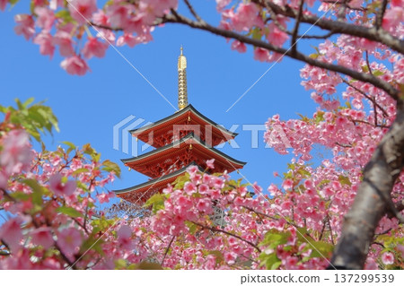 福岡市中央區大圓寺的“五重塔和河津櫻花” 福岡市中央區大圓寺的“五重塔和河津櫻花” 137299539