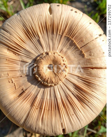 Detailed Top View of a Large Brown Mushroom Cap with Textured Pattern Outdoors 137299702