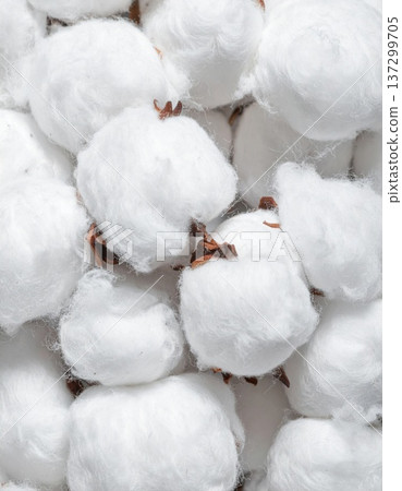 Close Up White Cotton Bolls Showing Soft Fibers and Natural Plant Material 137299705