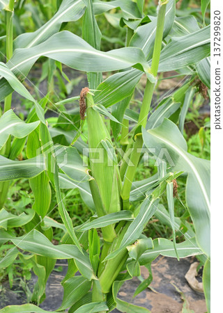 Fruited corn Fruited corn 137299820