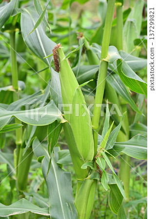 Fruited corn 137299821