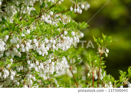 White Enkianthus campanulatus blooming in clusters among the fresh greenery White Enkianthus campanulatus blooming in clusters among the fresh greenery 137300045