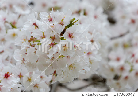 A flurry of cherry blossom petals falling from the clouds of Somei Yoshino cherry trees in full bloom 137300048