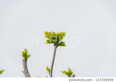 幼樹的嫩芽在藍天下蓬勃生長 幼樹的嫩芽在藍天下蓬勃生長 137300049