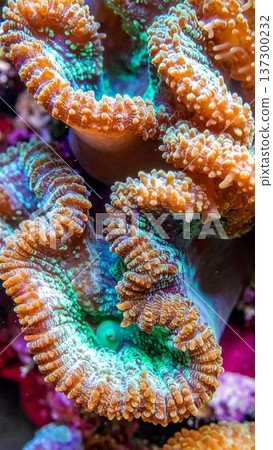 Vibrant Coral Polyps with Orange and Green Hue Growing Underwater in Dark Environment Vibrant Coral Polyps with Orange and Green Hue Growing Underwater in Dark Environment 137300232