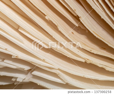 Detailed Close up of Mushroom Gills Exhibiting a Delicate and Organic Texture 137300258