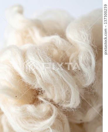 Pile of Soft White Wool Fiber with Delicate Texture in High Key Lighting 137300259