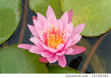 Close-up of a pink water lily floating on the water surface 137300364
