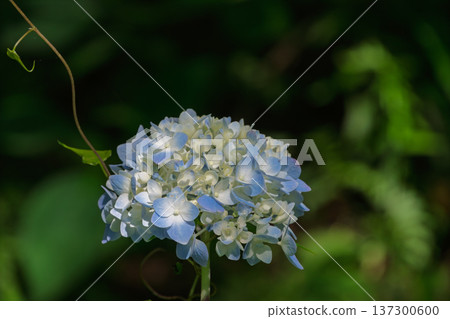 Delicate blue and white hydrangea petals emerge against a dark background Delicate blue and white hydrangea petals emerge against a dark background 137300600