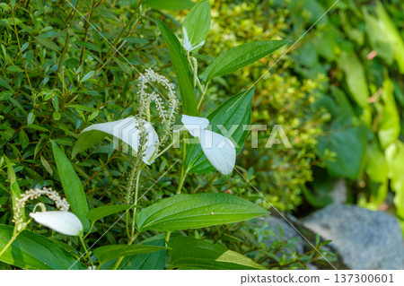 初夏時節,花園裡盛開著一簇簇有著獨特白色葉子的百合花。 初夏時節,花園裡盛開著一簇簇有著獨特白色葉子的百合花。 137300601