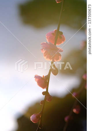 籠罩在光芒中的梅花 137300673