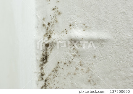 Black mold and mildew growing on white wall corner. 137300690