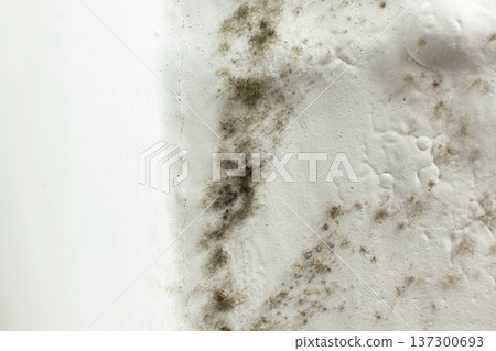 Close up of toxic black mold spots on house wall texture. Close up of toxic black mold spots on house wall texture. 137300693