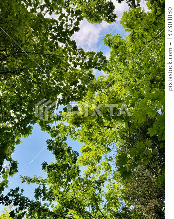 新鮮的綠樹和藍天 新鮮的綠樹和藍天 137301030
