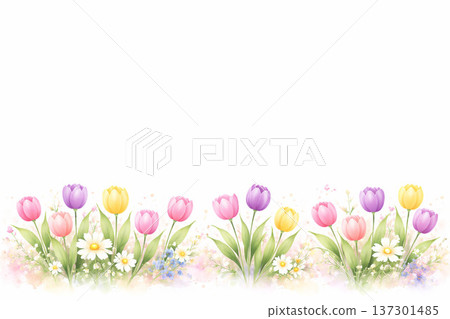 春季花卉系列：鬱金香擺放整齊，背景明亮潔白 137301485