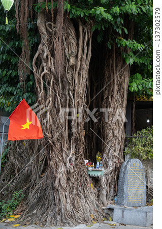 榕樹與越南國旗,越南峴港 榕樹與越南國旗,越南峴港 137302579