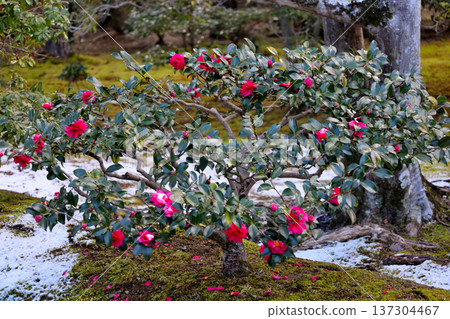 修學院禦苑的山茶花 修學院禦苑的山茶花 137304467