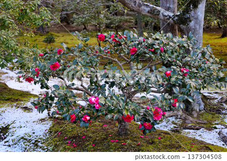 修學院禦苑的山茶花 137304508