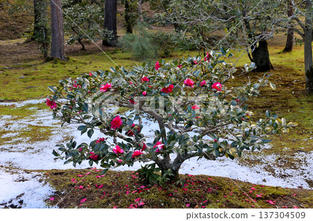 Camellia flowers at Shugakuin Imperial Villa Camellia flowers at Shugakuin Imperial Villa 137304509