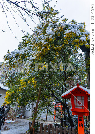 淺草:春季藏前神社的含羞草與雪景 淺草:春季藏前神社的含羞草與雪景 137304576