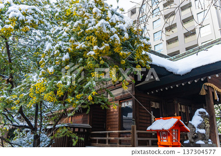 淺草:春季藏前神社的含羞草與雪景 淺草:春季藏前神社的含羞草與雪景 137304577