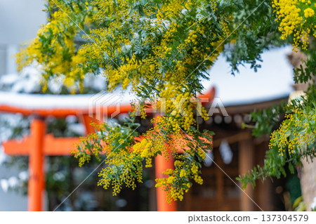 淺草:春季藏前神社的含羞草與雪景 淺草:春季藏前神社的含羞草與雪景 137304579