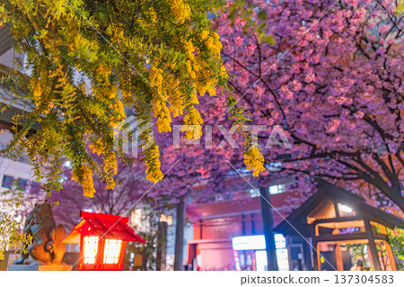 Asakusa: Spring night view of mimosa and Kawazu cherry blossoms at Kuramae Shrine 137304583