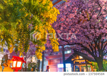 Asakusa: Spring night view of mimosa and Kawazu cherry blossoms at Kuramae Shrine 137304584