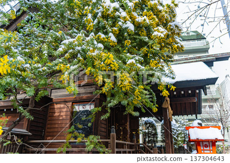 淺草:春季藏前神社的含羞草與雪景 淺草:春季藏前神社的含羞草與雪景 137304643