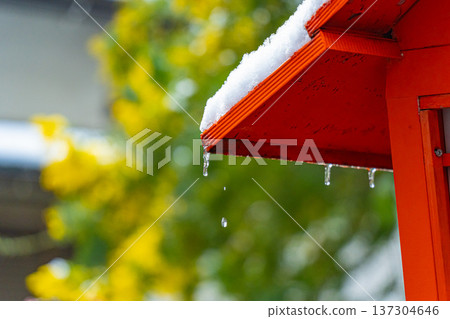 淺草:春天藏前神社的含羞草和雪景,燈籠和滴水。 淺草:春天藏前神社的含羞草和雪景,燈籠和滴水。 137304646