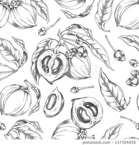 Lucuma branch with fruits and leaves vector sketch seamless pattern, engraved fresh ripe eggfruit farm harvest superfood Lucuma branch with fruits and leaves vector sketch seamless pattern, engraved fresh ripe eggfruit farm harvest superfood 137304850