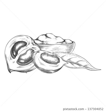 Lucuma cut fruits, bowl of powder and leaf sketch, vector hand drawn engraved ripe tropical eggfruits, superfood product 137304852