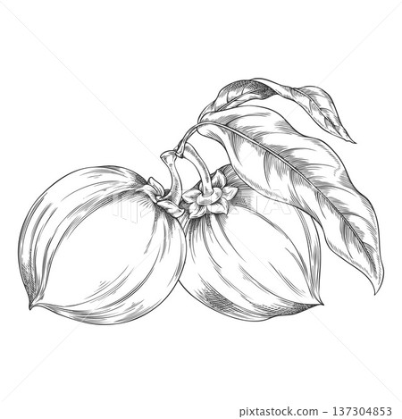 Black and white sketch of whole lucuma fruits on a branch with leaves, hand-drawn, superfood. 137304853
