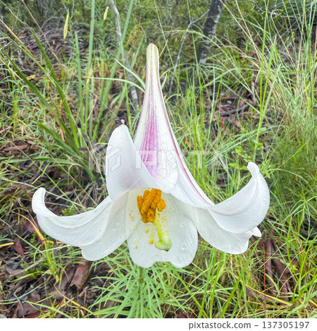 Photograph of a Trumpet Lily flower head 137305197