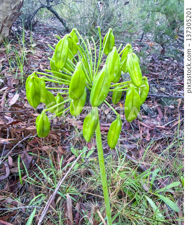 Photograph of an Agapanthus plant head before flowering Photograph of an Agapanthus plant head before flowering 137305201