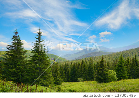 Tranquil Mountain Valley Surrounded by Conifers 137305489