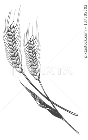 Wheat ear. Farm grain cereal plant drawing Wheat ear. Farm grain cereal plant drawing 137305502