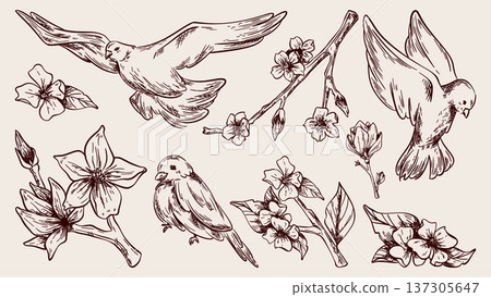 Spring bird and flower sketches set Spring bird and flower sketches set 137305647