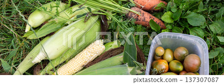 Bright green corn and orange carrots lay on the grass. A container holds ripe tomatoes next to the harvested crops. The scene is set in a home garden, banner 137307087