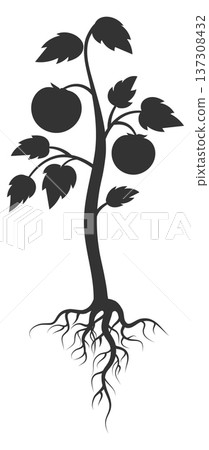 Organic farm tomato plant grow. Garden agriculture Organic farm tomato plant grow. Garden agriculture 137308432