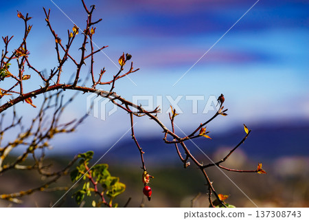 Hawthorn branch with red fruit Hawthorn branch with red fruit 137308743